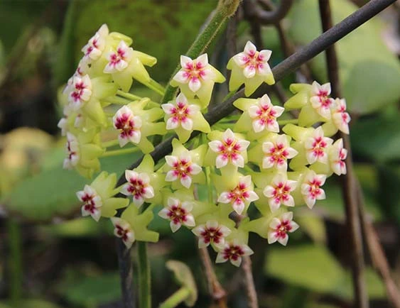 hoya dolichosparte