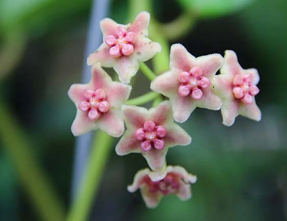 hoya diversifolia