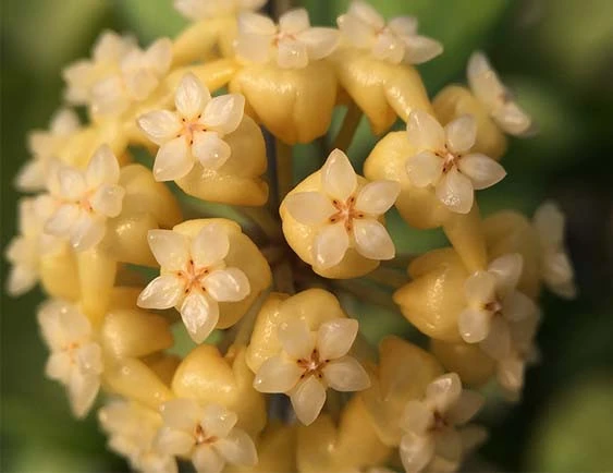 hoya deykei
