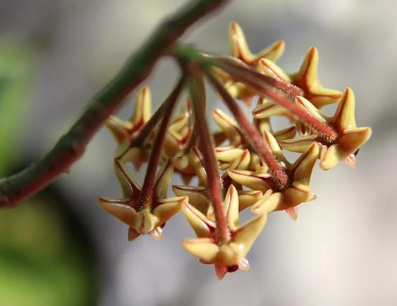 hoya densifolia dark flower