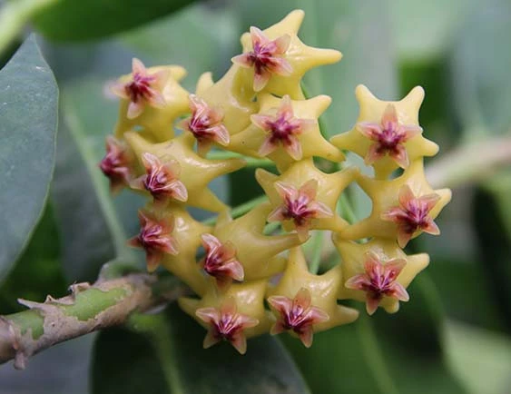 hoya densifolia