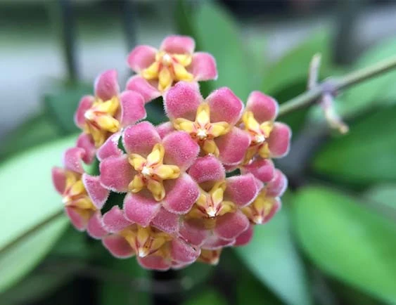 hoya davidcumingii