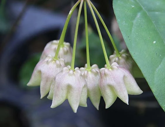 hoya danumensis