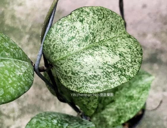 hoya cv michelle