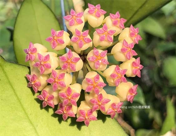 hoya cv patcharawalai no 23