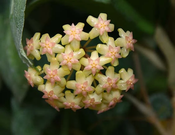hoya cv noelle