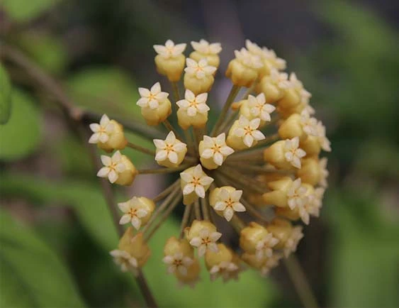 hoya cv.viola