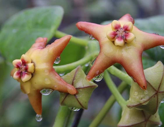 hoya cv.optimistic