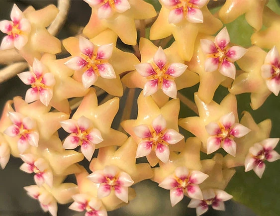 hoya cv.BP01