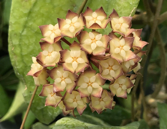 hoya cv Jennifer