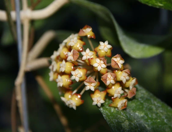 hoya chicken farm