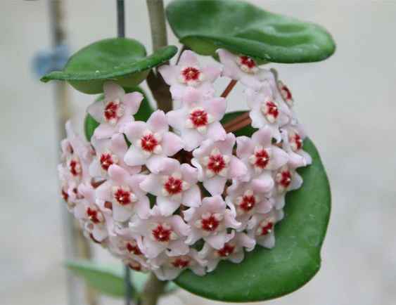 hoya carnosa krinkle 8 seed