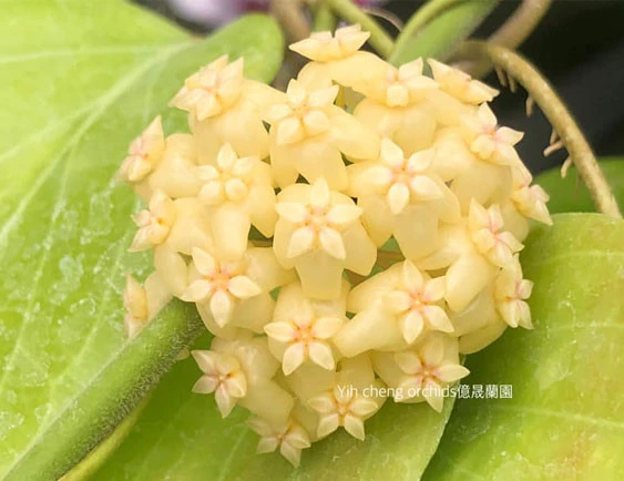 hoya cominsii