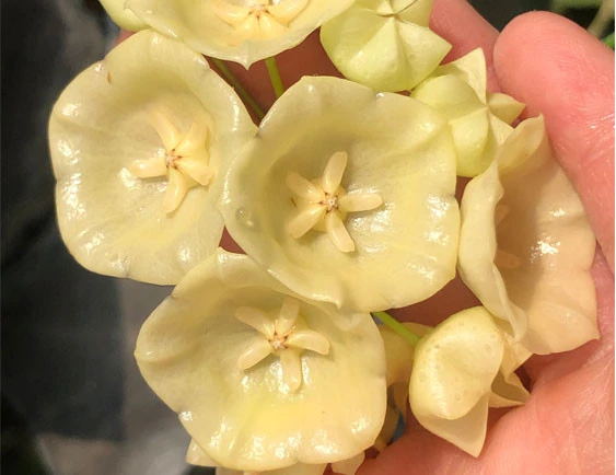 hoya campanulata (SRp 131) YHC-43