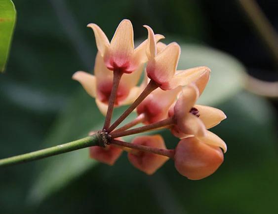 hoya cutis-porcelana YHC-42