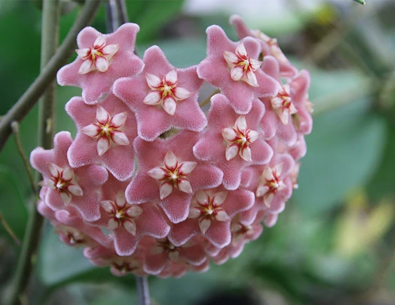 hoya carnosa pink (big flower) YHC-41