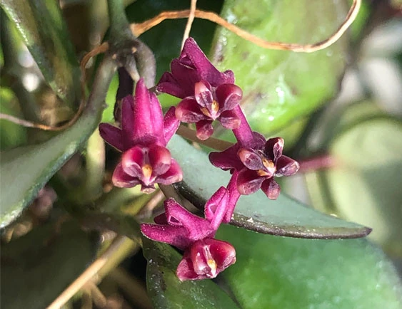 hoya carmelae YHC-38