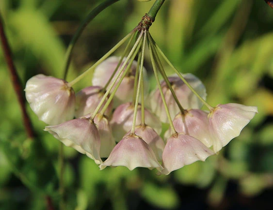 hoya cystiantha YHC-37