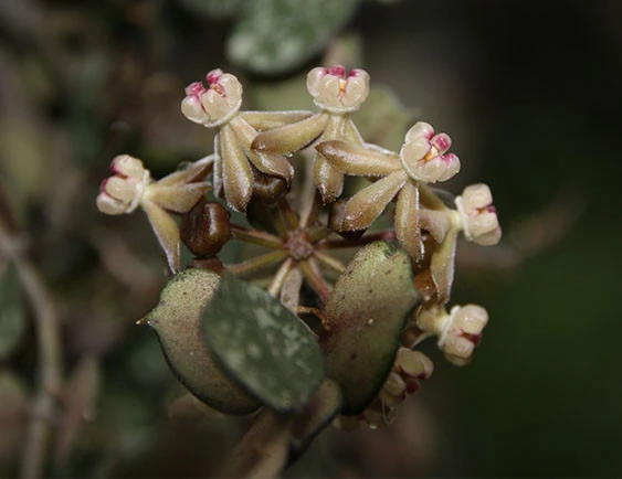 hoya curtisii YHC-36