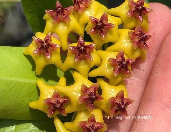 hoya cumingiana YHC-35