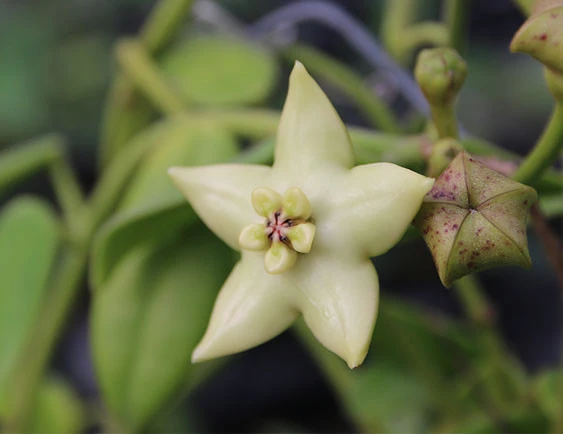 hoya coronaria white YHC-33