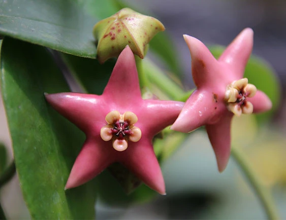 hoya coronaria pink YHC-31
