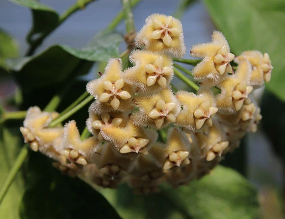 hoya coriacea YHC-30