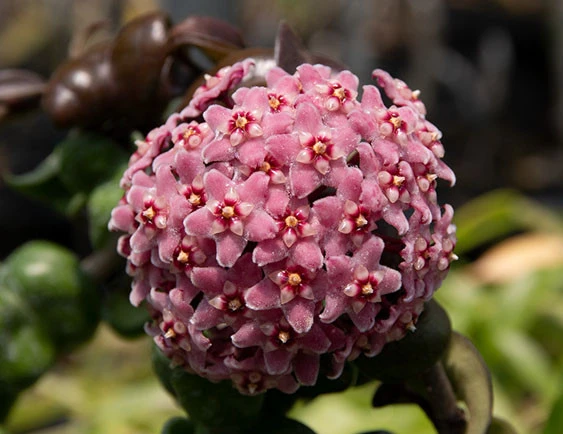 hoya compacta new YHC-29