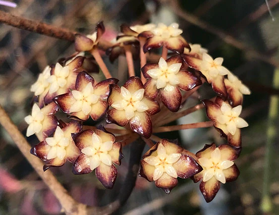 hoya clemensorium YHC-25