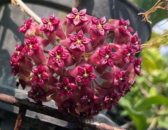 hoya cinnamomifolia var purpureo fusca YHC-24