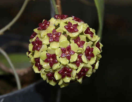 hoya cinnamomifolia YHC-23