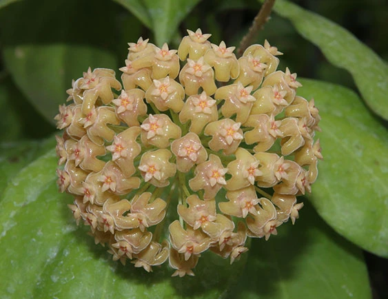 hoya chunii YHC-21