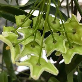 hoya chlorantha YHC-20