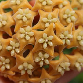 hoya chewiorum YHC-18