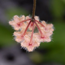 hoya caudata gold YHC-17