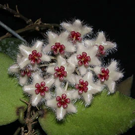 hoya caudata samatra YHC-15