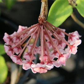 hoya carnosa krinkle 8 YHC-10