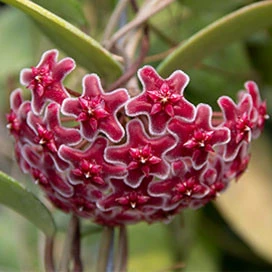 hoya carnosa red YHC-09