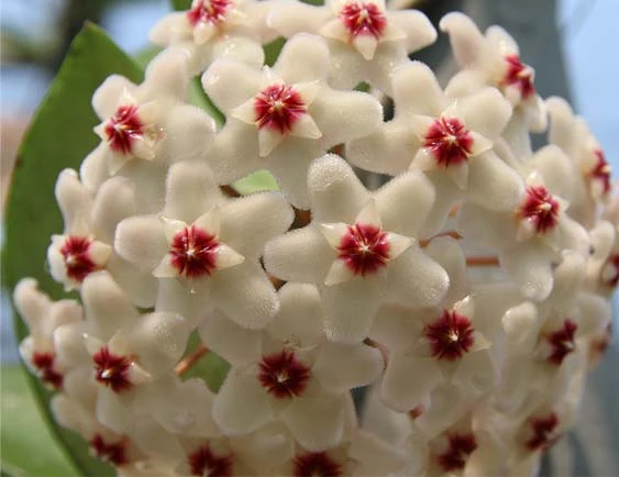 hoya carnosa YHC-08