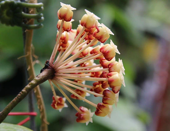 hoya cardiophylla YHC-07
