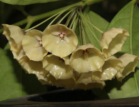 hoya campanulata YHC-06