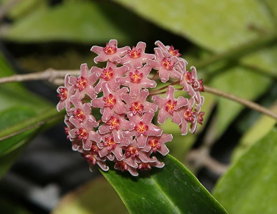 hoya camphorifolia YC-05