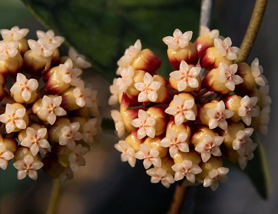 hoya callistophylla short leaf YHC-03