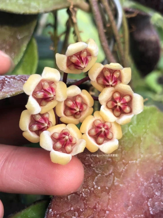 hoya benchaii YHB-014