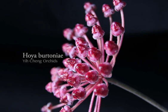 hoya burtoniae YHB-012