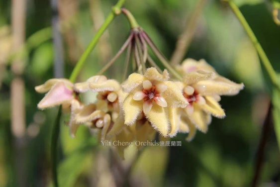 hoya buotii 'sunrise' YHB-011