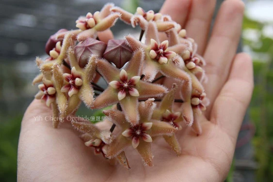 hoya buotii YHB-10