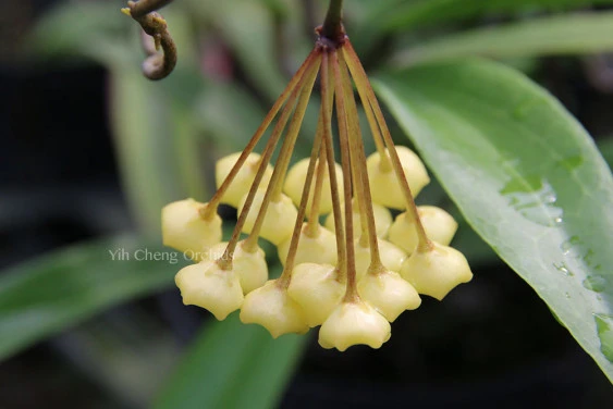 hoya blashernaezii YHB-09