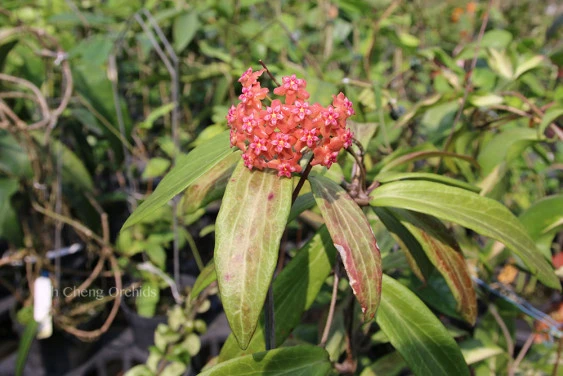 hoya benvergarai YHB-07