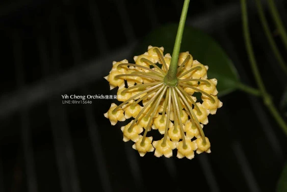 hoya benitotannii YHB-06